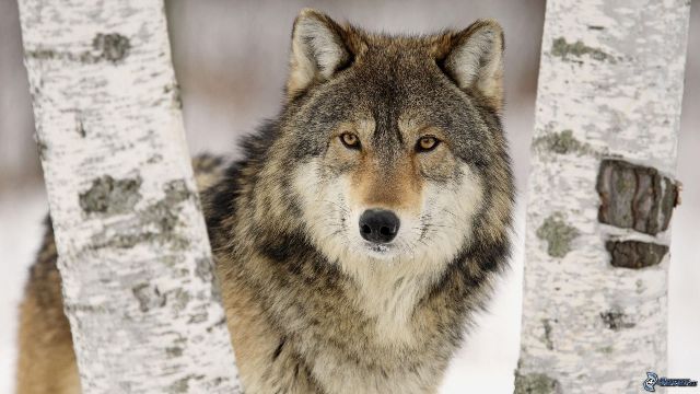 A Moggiona incontro sul cane da guardia come deterrente contro il lupo