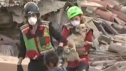 Terremoto: l’Enpa Casentino raccoglie cibo e materiali per gli animali