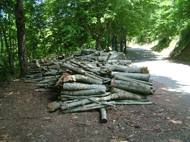 Unione dei Comuni, in vendita lotti di legname
