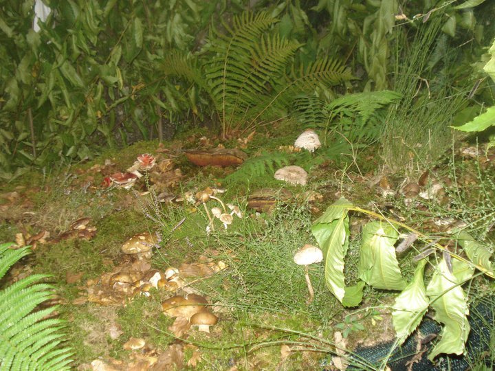 Cetica, nel weekend torna la tradizionale festa del fungo porcino