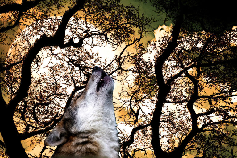 WWF Arezzo sulla vicenda del Casentino: «Dichiarazioni terroristiche contro i lupi!»