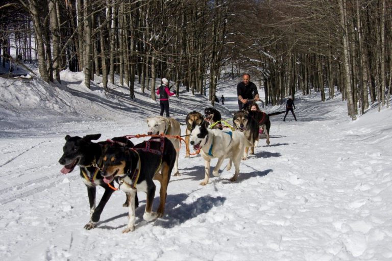 Sleddog al Parco delle foreste casentinesi: prove gratuite sulle slitte trainate dai cani (fotogallery della neve)