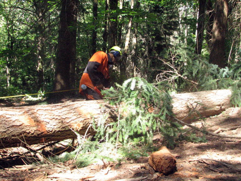 Il Parco delle foreste casentinesi a lavoro per ripristinare i sentieri danneggiati dalle intemperie