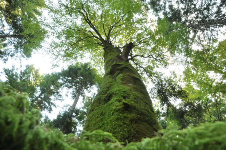 Un parterre de rois per due giorni di riflessione nel Parco nazionale delle Foreste casentinesi