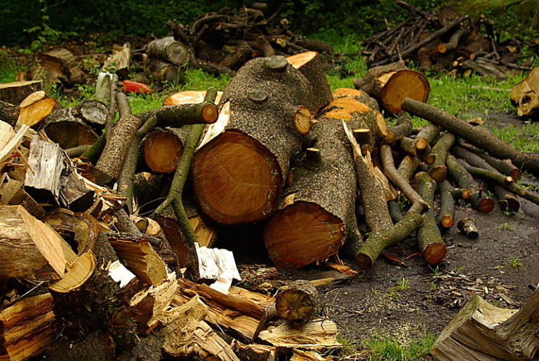 Anche Bibbiena contro la normativa che obbliga all’autorizzazione paesaggistica per i tagli forestali