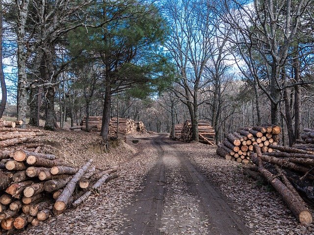 Selvicoltura, Ceccarelli (Pd): «Togliere la burocrazia che penalizza l’economia della montagna»