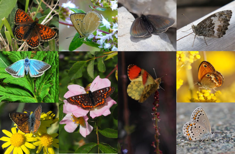 Le farfalle del Parco Nazionale delle Foreste Casentinesi