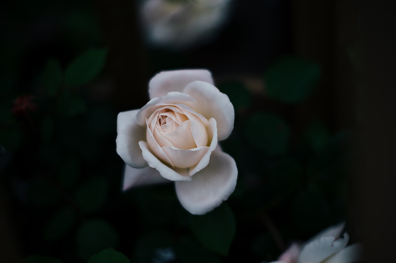 Un pensiero al giorno: “Una rosa bianca”