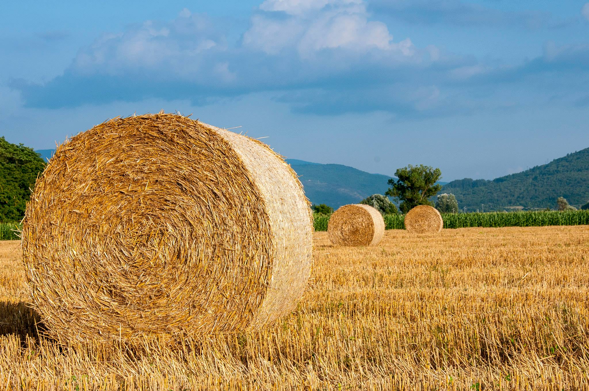 Bando 4.1.1 del GAL Appennino Aretino “Miglioramento della redditività e della competitività delle aziende agricole” II fase