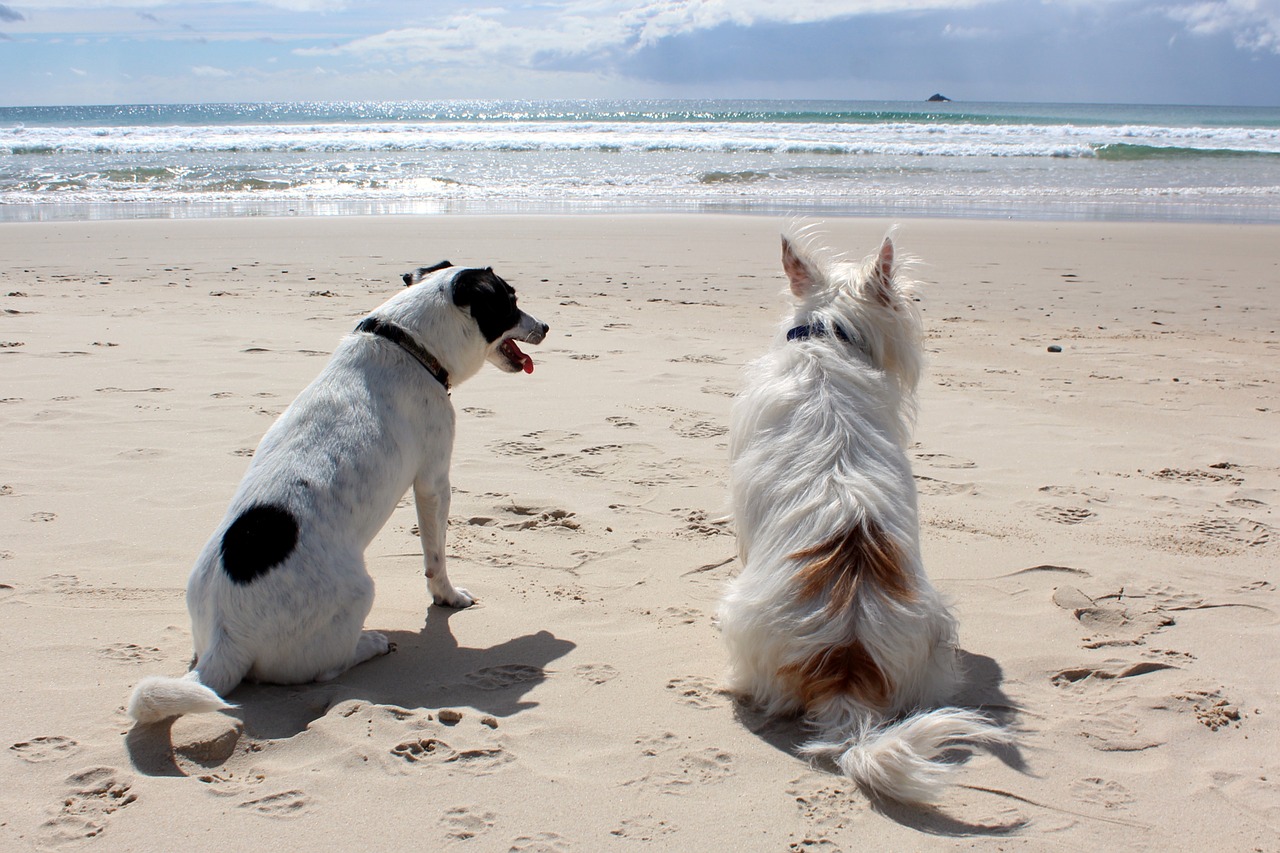 Un’anima in due – Il cane in vacanza