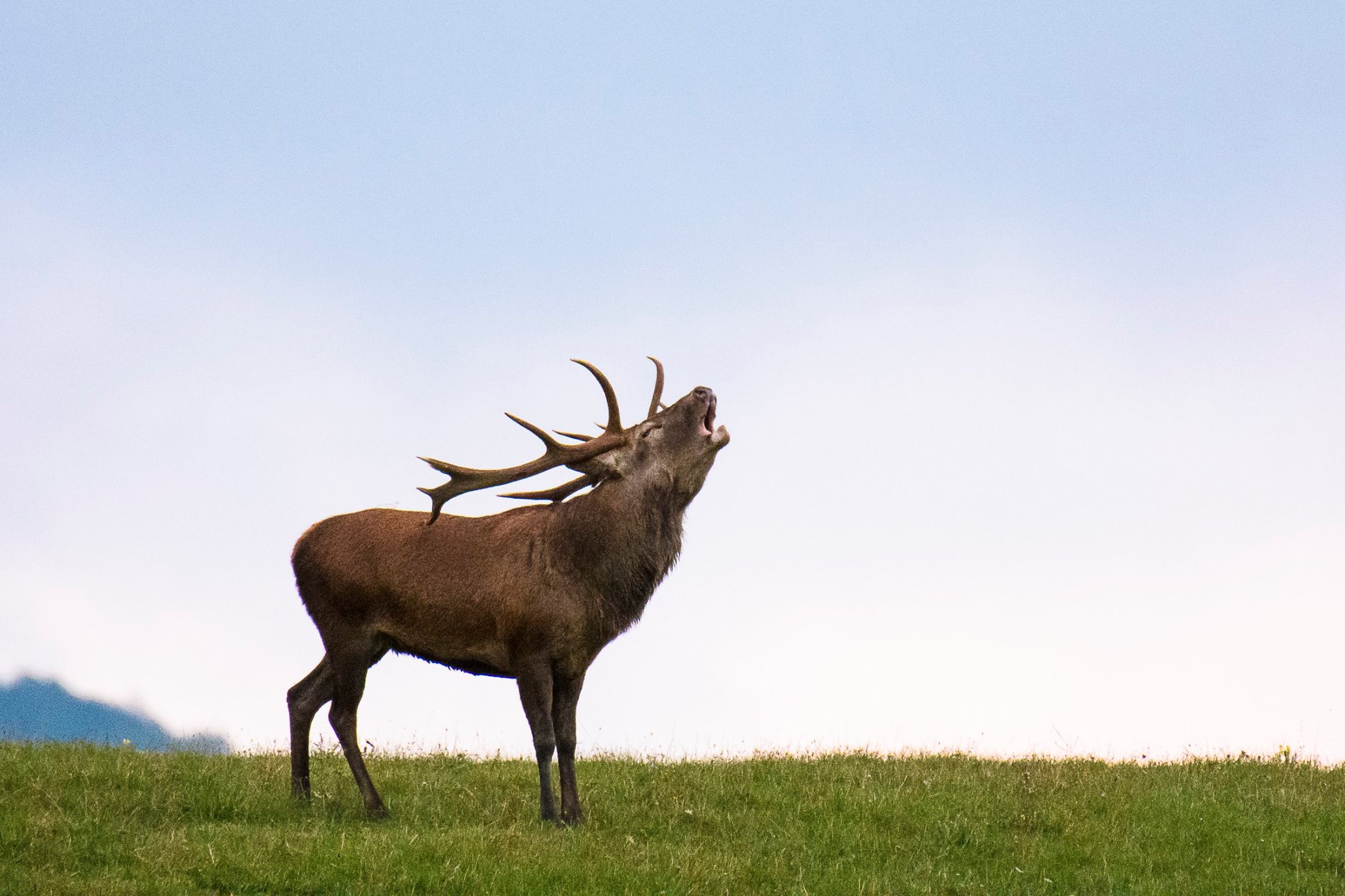 Parco Nazionale: non ci sarà l’appuntamento con il censimento del cervo “al bramito”