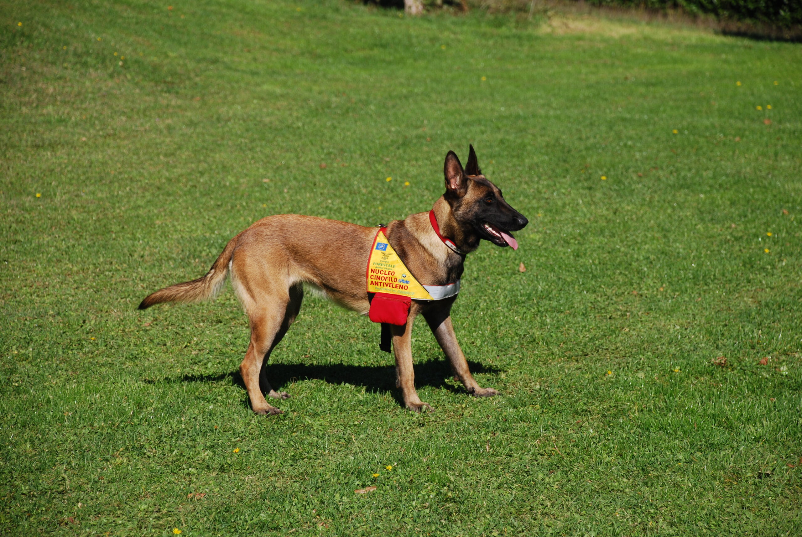 È deceduta Puma, il primo cane antiveleno del Parco Nazionale Foreste Casentinesi