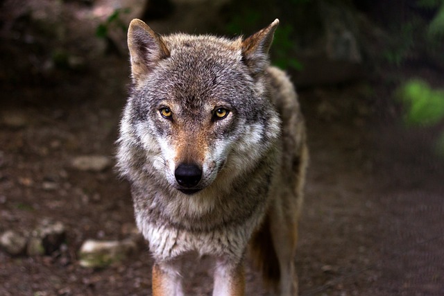 Attacchi lupi, Fratelli d”Italia: “La Regione come pensa di dissuadere i lupi ad avvicinarsi ai centri abitati?”